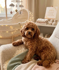 Cavapoo Puppies 🐾 — Coming Soon