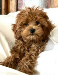Puppy Reservation Deposit